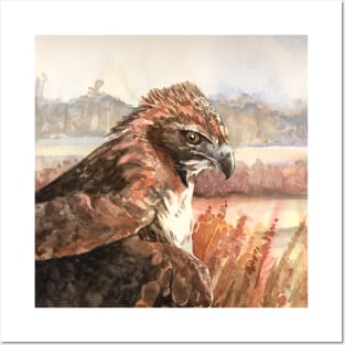 Harris Hawk Posters and Art